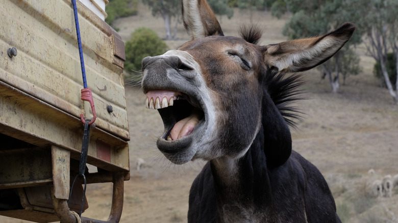 a braying donkey