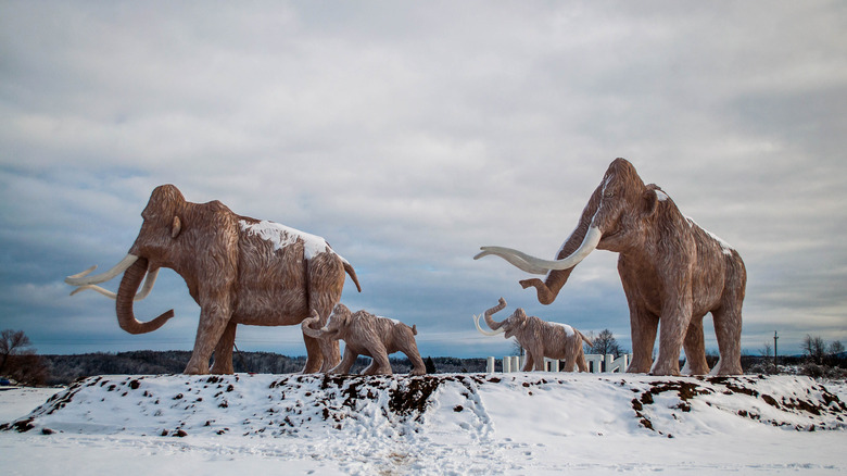 Wooly Mammoths Ice Age