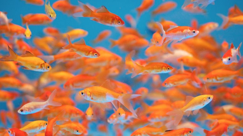 lots of goldfish swimming