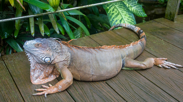 iguana sunbathing