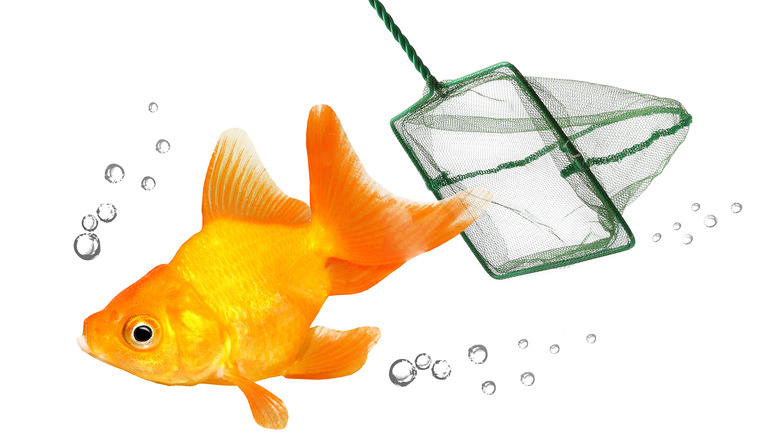catching goldfish with net