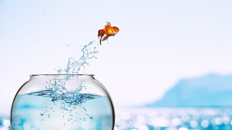 goldfish jumping out of bowl