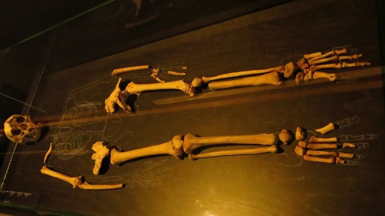 Homo floresiensis fossils