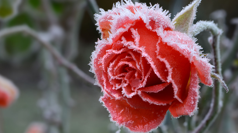 A frosty rose