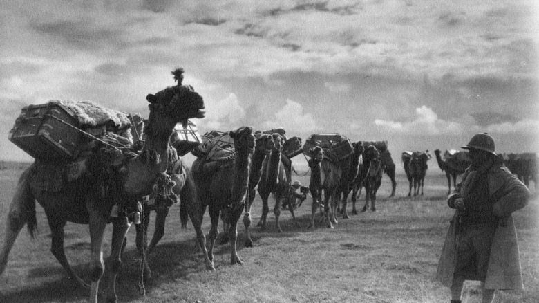 A camel caravan