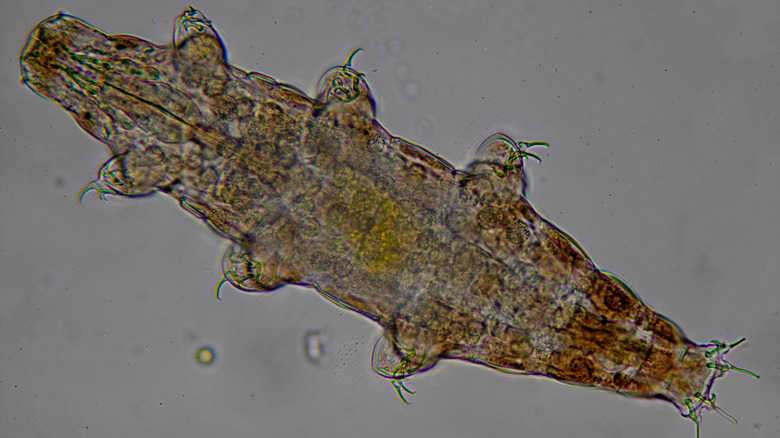Tardigrade under microscope