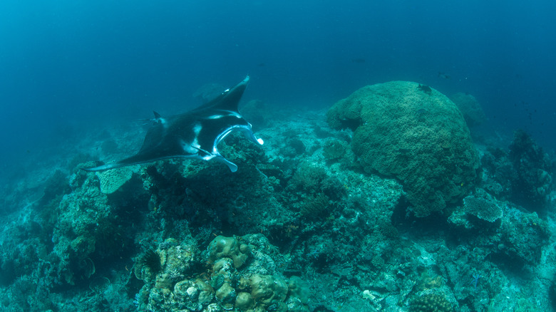 Manta ray swims over seamount