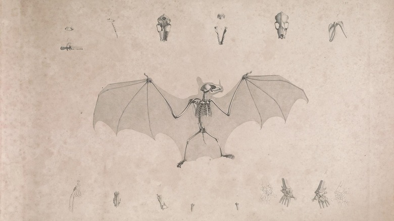 Diagram of bat skeleton