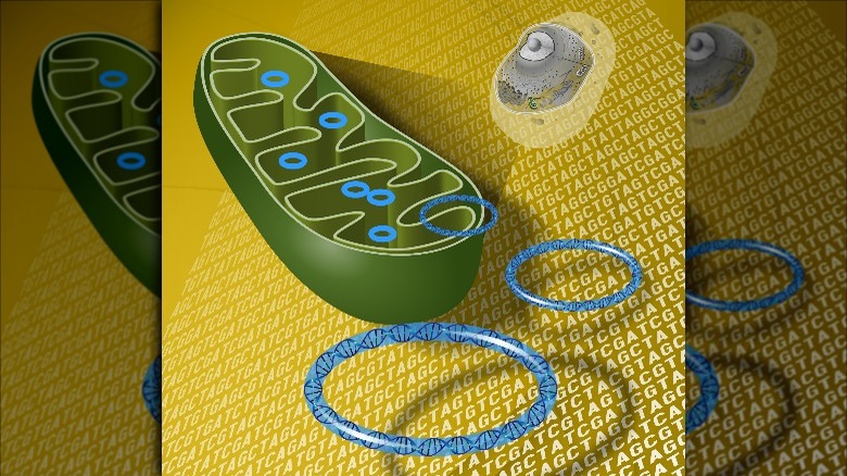 itochondrial DNA is the small circular chromosome found inside mitochondria, which are organelles found in cells and sites of energy production. Mitochondrial DNA are passed from mother to offspring.