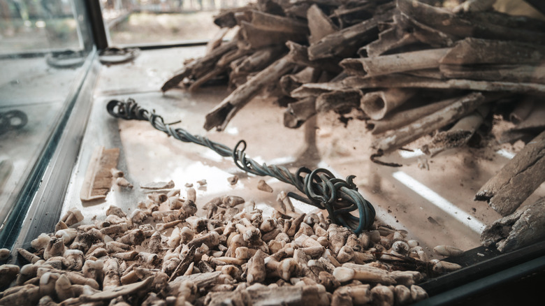 excavated bones and teeth 