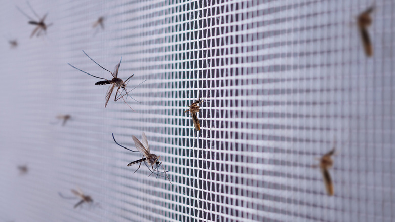 Mosquitoes resting on wire mesh
