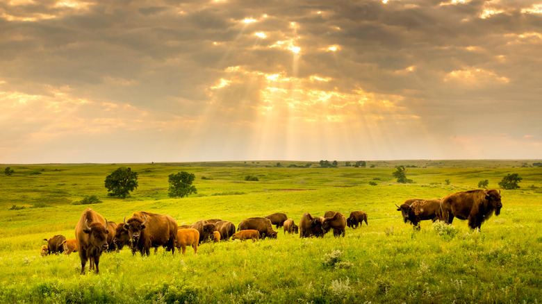 bison herd