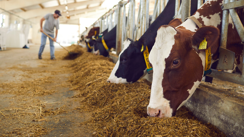 dairy cattle feed