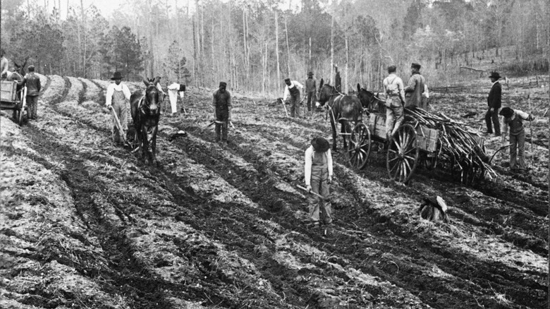 workers planting sugarcane, late 1860s