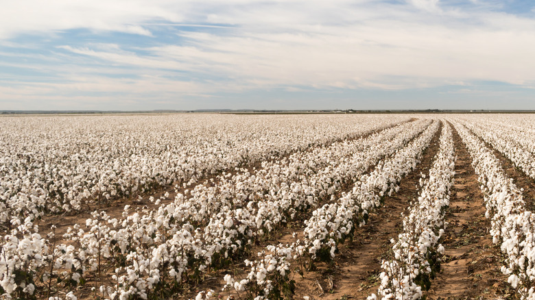 cotton plants in Texas