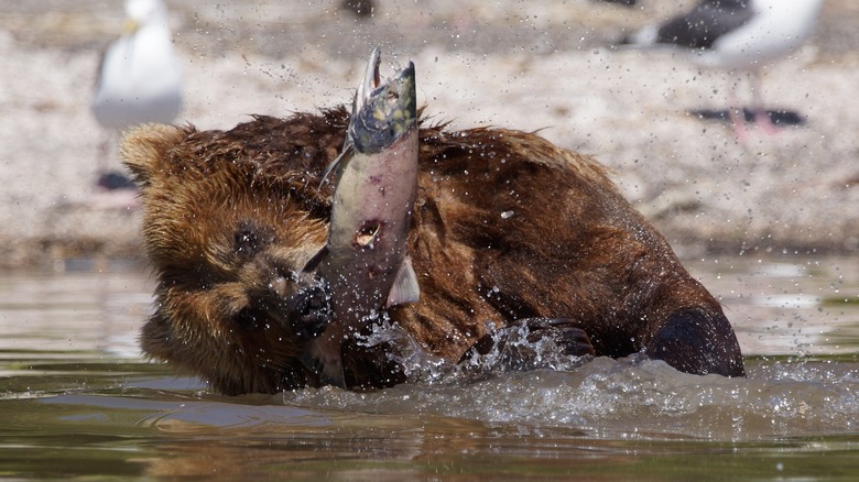 bear catch salmon