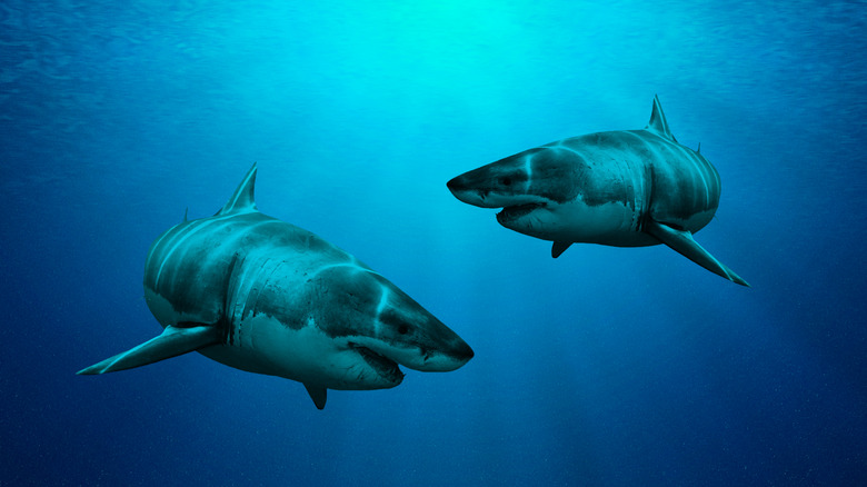 Two sharks swimming together