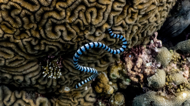 Hunting Belcher's Sea Snake