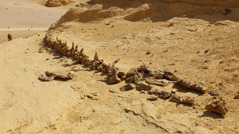 Whale skeleton in Egypt