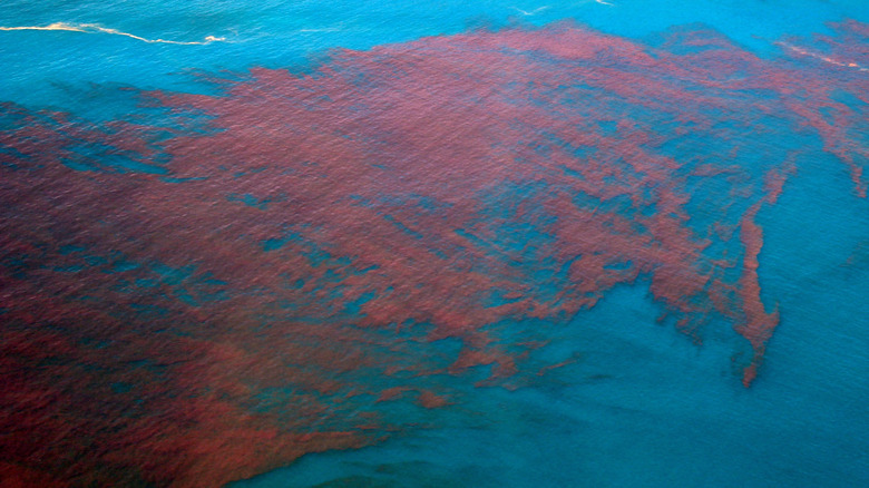 Red algae in the ocean