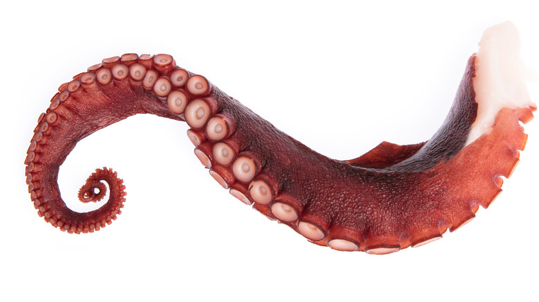 Closeup of octopus arm
