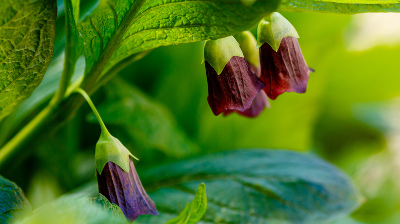 deadly nightshade flowers
