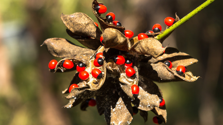 rosary pea colorful poisonous seeds