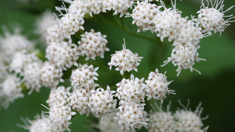 white snakeroot mature looms late summer