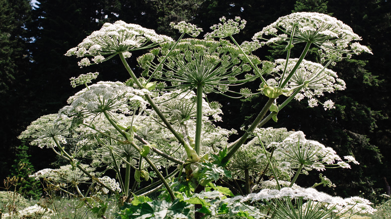 giant hogweed 