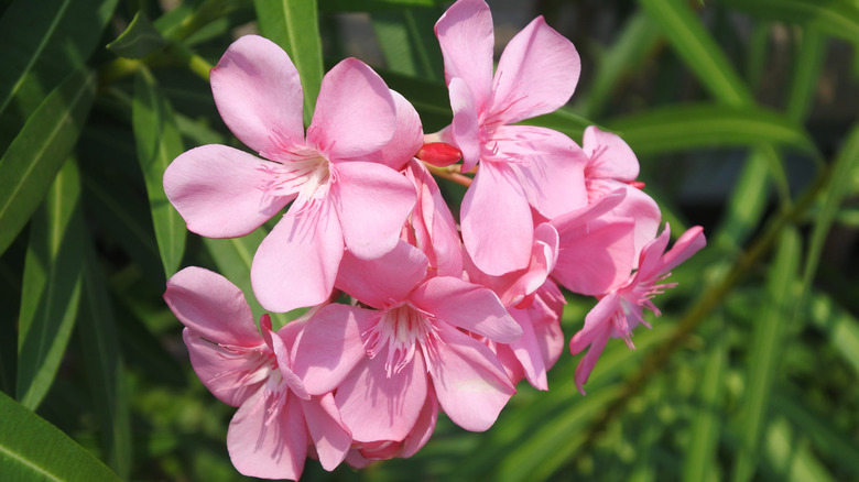 oleander blossom deadly garden plant