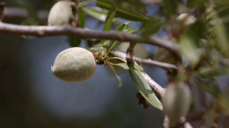 almonds on a tree