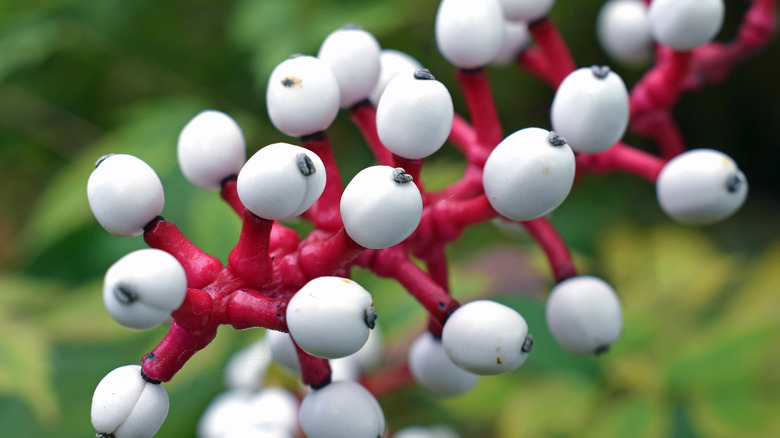 doll's eye plant berries creepy and deadly