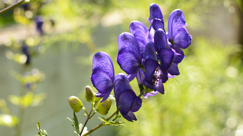 monkhood wolfsbane poisonous plant