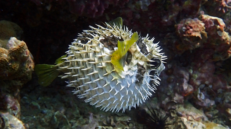 pufferfish in a coral reef