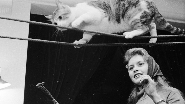 Brigitte Bardot coaxing a cat
