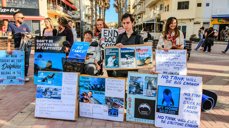 Captive marine mammal protest