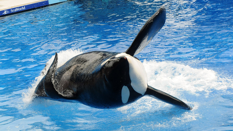 Tilikum during an orca show