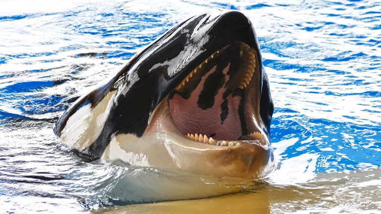 Orca in tank at SeaWorld