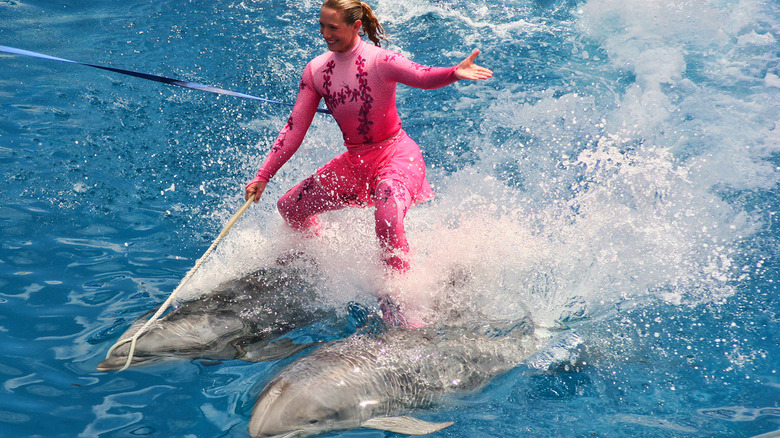 Woman standing on two dolphins at SeaWorld