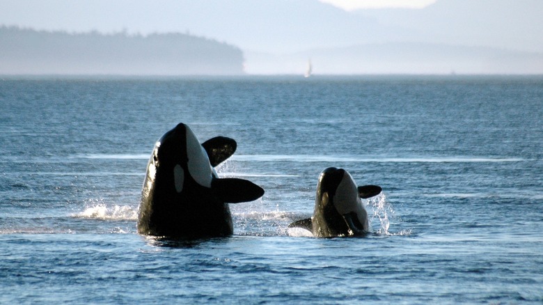 Orca mother and calf breaching
