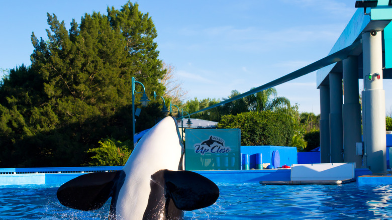 Orca in tank at SeaWorld