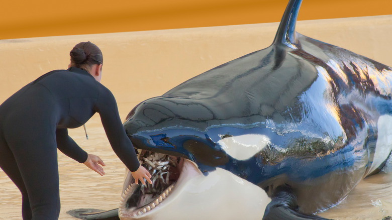 Trainer feeding a killer whale