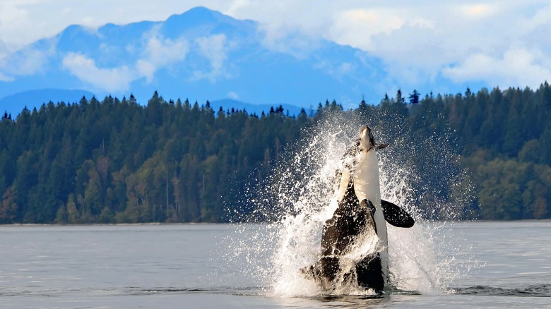 An orca breaching near British Columbia