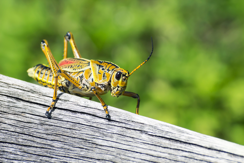 Cricket РєСѓР·РЅРµС‡РёРє
