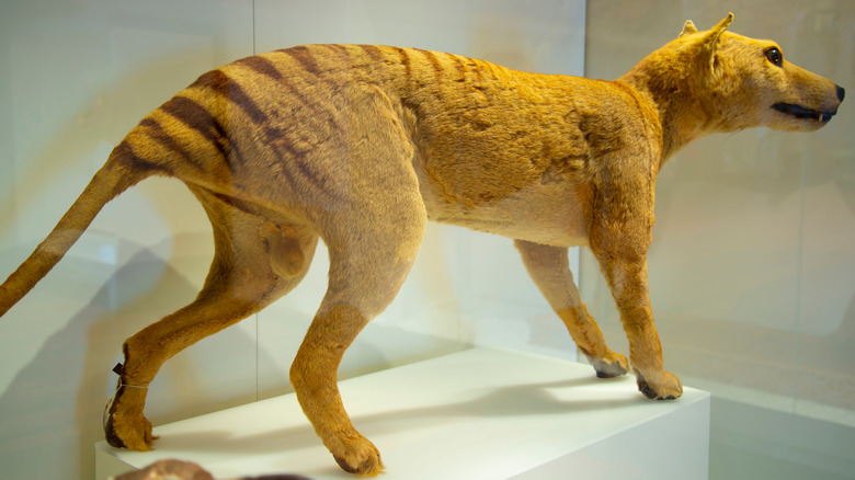 museum exhibit of thylacine