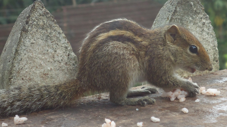 squirrel on a wall