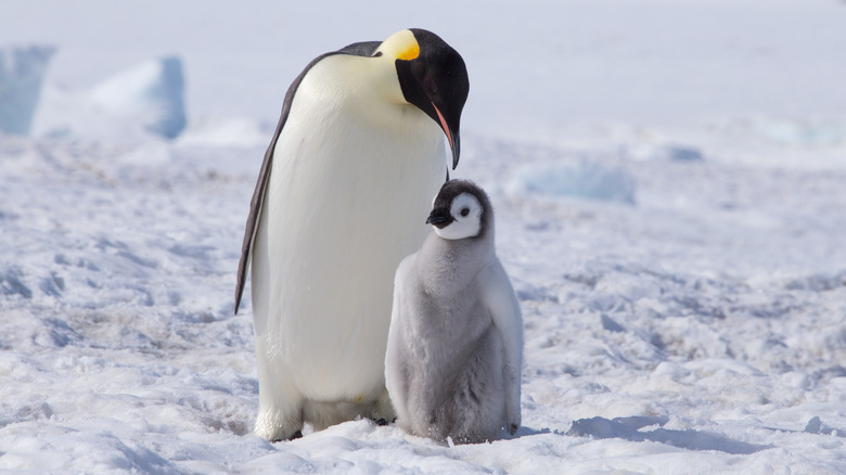 Emperor penguin with chick