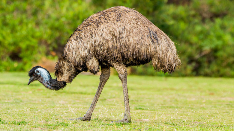 An emu
