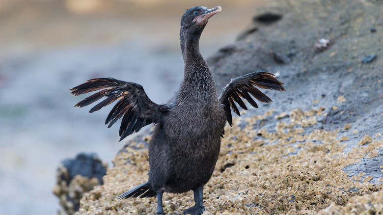 Flightless cormorant