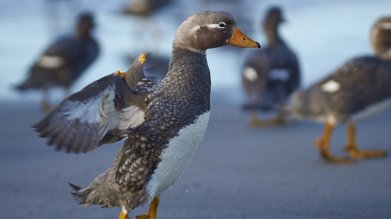 Falkland Island steamer duck